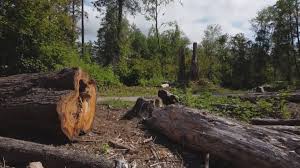 Best Root Management and Removal  in Everman, TX