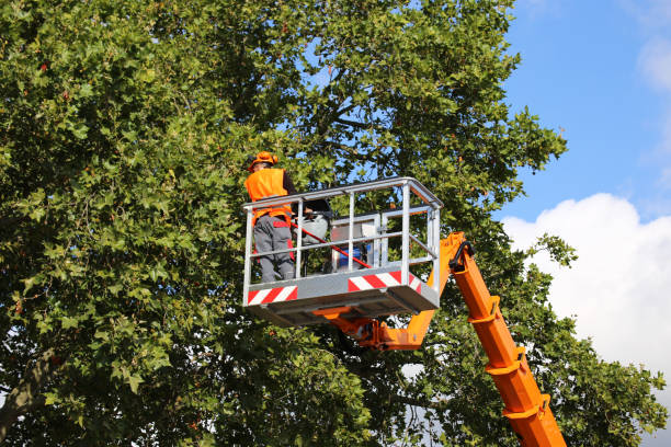 Best Tree Trimming and Pruning  in Everman, TX