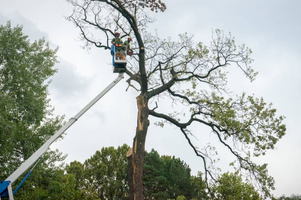 Best Leaf Removal  in Everman, TX
