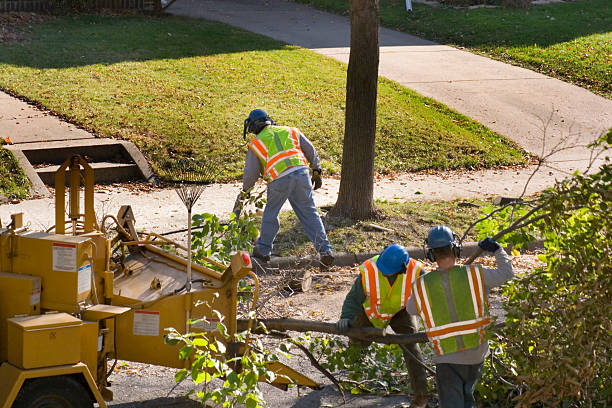 Best Seasonal Cleanup (Spring/Fall)  in Everman, TX