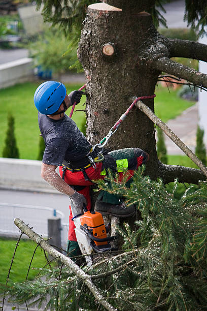 Best Storm Damage Tree Cleanup  in Everman, TX