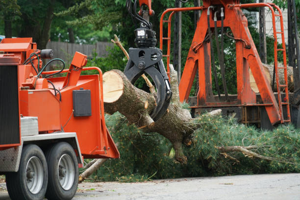 Best Leaf Removal  in Everman, TX