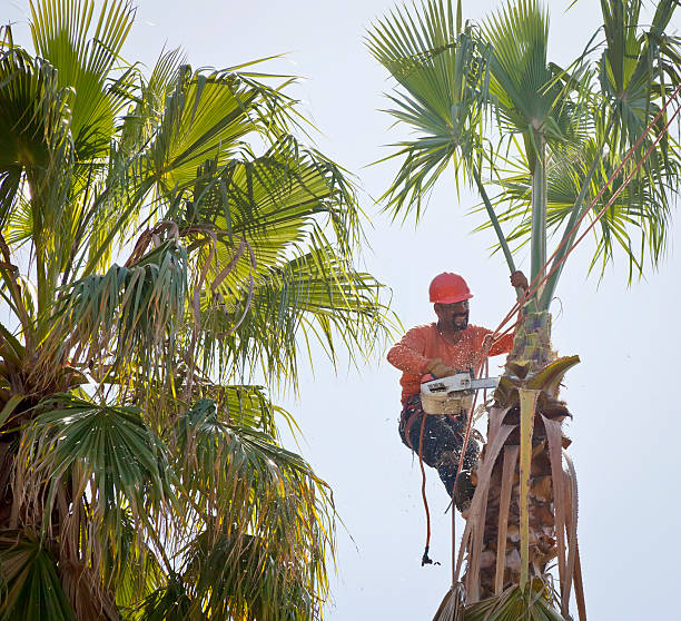 Best Arborist Consultation Services  in Everman, TX