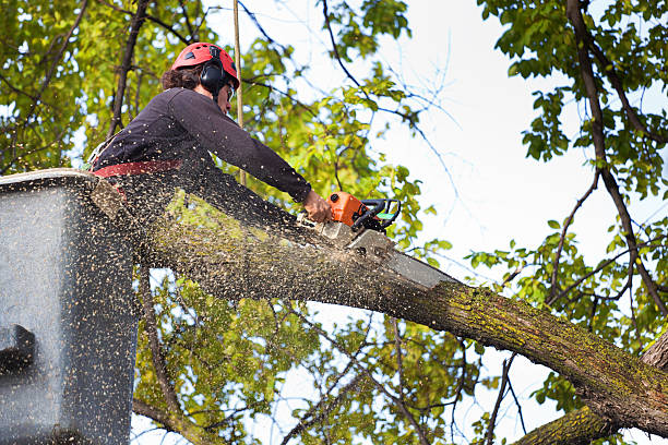 Best Emergency Tree Removal  in Everman, TX