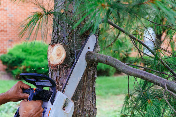 How Our Tree Care Process Works  in  Everman, TX